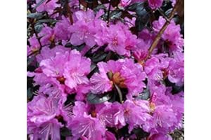 NEW LIFE NURSERY & GARDEN PJM Elite Lavender Rhododendron - Live Plant - Quart Pot