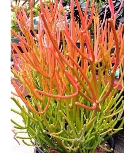 Amazon.com : FIRE Stick Euphorbia TIRUCALLI Exotic Color Pencil Cactus Plant  Succulent 6" Pot : Patio, Lawn & Garden
