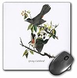 3D Rose"Gray Catbird by John James Audubon" Matte