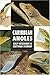 Caribbean Anoles (Herpetology Series) by 