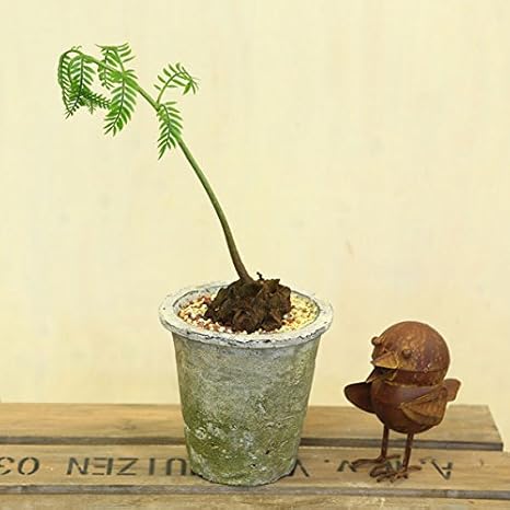Amazon 観葉植物 シダ植物 リュウビンタイ モスポット 観葉植物 オンライン通販