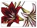 Jason Amaryllis Placemats - Set of 4 (Large)
