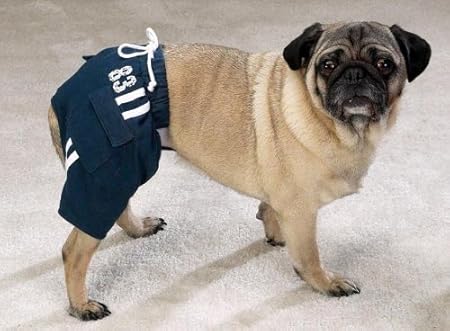 dog shorts