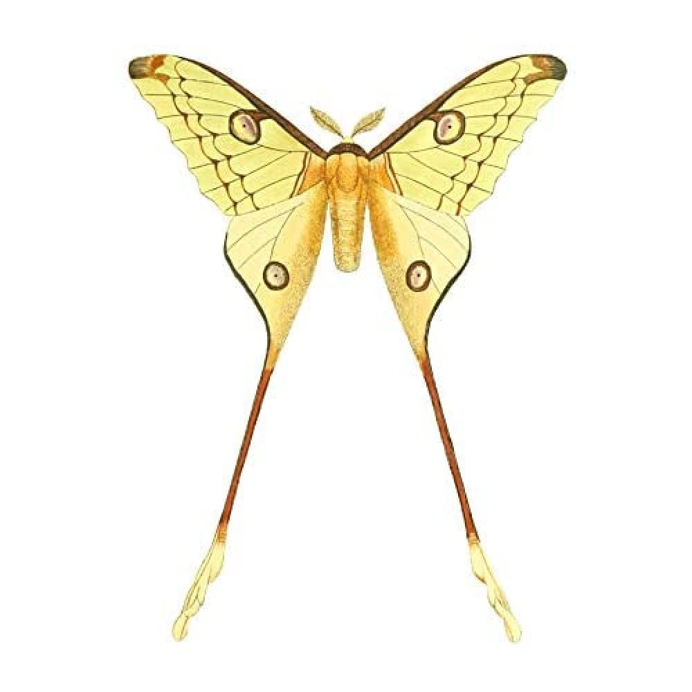 Wee Blue Coo Moth Yellow Illustration Art Print Canvas Premium Wall Decor Poster