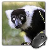 3dRose LLC 8 X 8 X 0.25 Inches Lemur at the Sacramento Zoo, California Tananarive Aubert Mouse Pad (mp_88644_1)