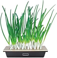 Hamama Home Green Onion Kit, Regrow Fresh Green Onions Indoors Every Week, 30-Second Setup, Just Add Water, Gr