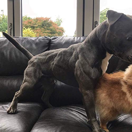 Bags of Bully Max Muscle Building Powder for 5X More