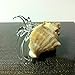 Sansukjai Seashell Hermit Crab Figurines Beach Animals Hand Blown Glass Art Natural Collectible Gift Decorate#7