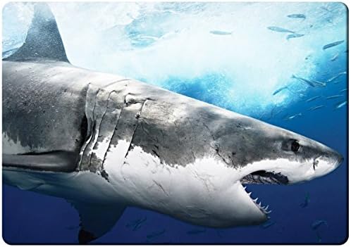 Big shark fridge magnet