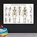 Skeletal System Anatomical Chart - Laminated - Human Skeleton Poster 18 x 27 (Horizontal)