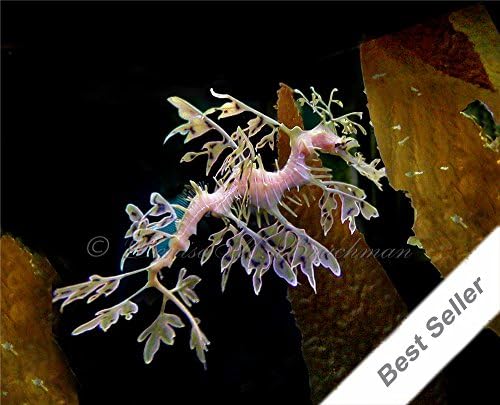 Leafy Sea Dragon Photo - Sea Horses Hippocampus - Beach Wall Decor - Beach House Wall Art - Beach Photography - Coastal Living - Underwater Photography