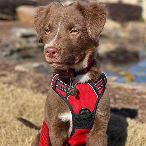 rabbitgoo no pull dog harness
