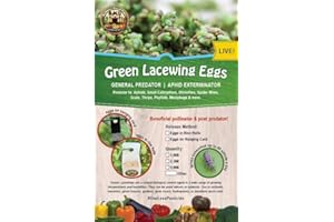 NaturesGoodGuys - Green Lacewing Eggs (5000 Eggs)