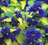 Sunshine Blue TM Caryopteris incana 'Jason' PPAF - Bluebeard - Proven Winners