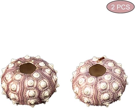 2 Stuck Naturliche Seeigel Muschelschale Reptilienbox Aquarium Garten Dekorationen Diy Ornament Seeigelschale Amazon De Haustier