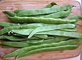 Romano Italian Pole Bean - 50 Seeds - Distinctive, Full Flavor/Very Heavy Yields