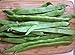 Romano Italian Pole Bean - 50 Seeds - Distinctive, Full Flavor/Very Heavy Yields