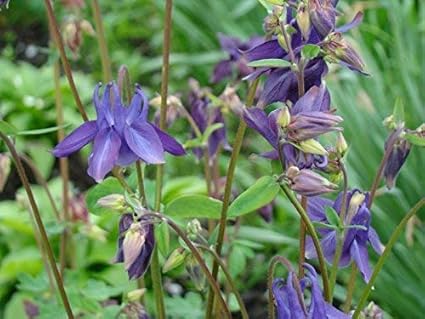 Akelei Wilde Wald 40 Samen Amazon De Garten
