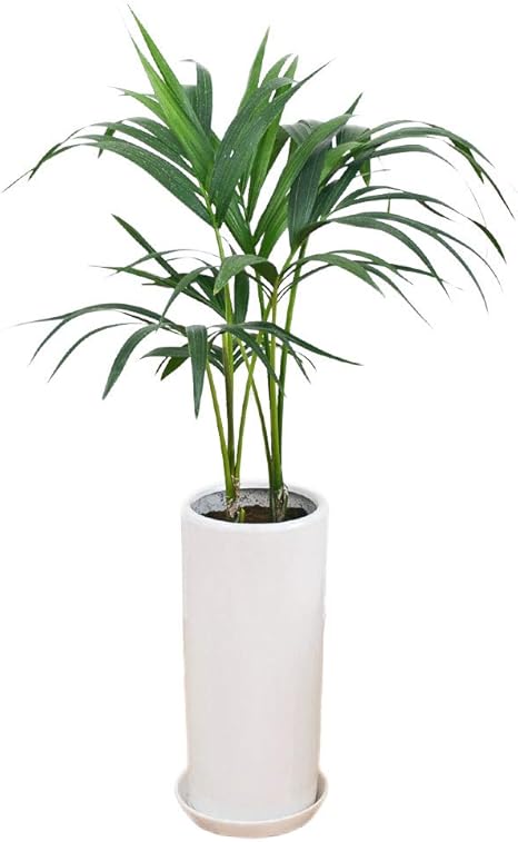 Amazon 観葉植物 ケンチャヤシ 円柱形陶器鉢植え 7号サイズ 観葉植物 オンライン通販