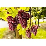 BALDUR-Garten Kernlose Tafel-Trauben 'New York®' Weinreben