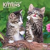 For the Love of Kittens 2020 7 x 7 Inch Monthly Mini Wall Calendar with Foil Stamped Cover, Animals by