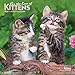 For the Love of Kittens 2020 7 x 7 Inch Monthly Mini Wall Calendar with Foil Stamped Cover, Animals by