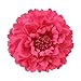 Kewl Fashion Women's Bohemia Peony Flowers Hairpin Hair Clip Flower Brooch (Rose Red #)