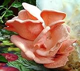 Pink Oyster Mushroom (Pleurotus djamor) Mycelium Spawn Dried Seeds (10g)