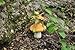 Top Collection Enchanted Story Fairy Garden Frog Playing Fiddle on Mushroom Outdoor Statue