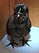 6 Chicken HATCHING EGG 6 Eggs Rhode Island Red Ayam Cemani Fertile