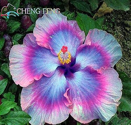 Amazon Com Multi Colored 100pcs Bag Hibiscus Flower Seeds Giant Hibiscus Seed Bonsai Tree Perennial Flowers Plant For Home Garden Semillas Easy To Grow Garden Outdoor