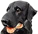Black Labrador Dog with Lantern Garden Solar Light