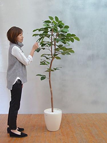 Amazon 光触媒 菩提樹 180cm 人工観葉植物 オンライン通販