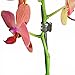 KINGLAKE Orchid & Plant Support Clips - 100 Pcs Dark Green Garden Cymbidium Clips to Keep Stems & Vines Upright