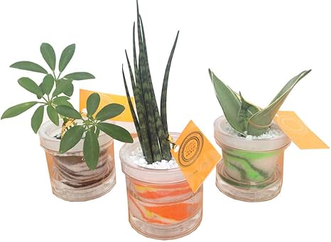Amazon Co Jp ハイドロカルチャー 観葉植物 自動給水鉢s おまかせ苗 カラーサンド 3鉢 ホーム キッチン