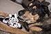 HEAR DOGGY! Flattie Cow Silent Squeak Plush Dog Toy w/ Chew Guard Technology - Black/White, Large