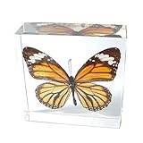 Nature Gift Store Real Monarch Butterfly Paperweight: Professionally Displayed and Mounted in Lucite Block