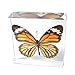 Nature Gift Store Real Monarch Butterfly Paperweight: Professionally Displayed and Mounted in Lucite Block