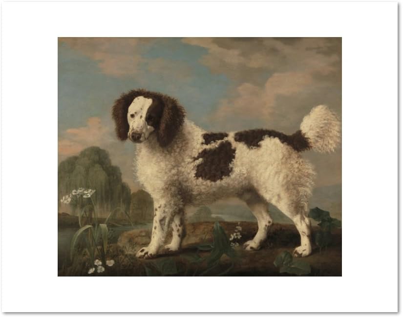 norfolk spaniel