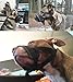 Dog Muzzle, Adjustable Loop with Soft Padding, Nylon Black, (L & XL)