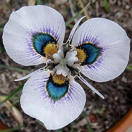 Buychoice 40pcsbag Blue Eyes Moraea Seeds Moraea Iridioides - 
