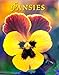 Pansies by