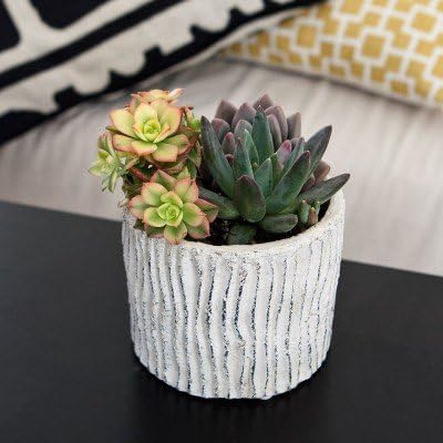 Mixed Succulent Garden in Textured Aspen Container - Live Plant - Green Gift - Easy Plant to Care For - Desert Plant - Ships Via 2-Day Air!