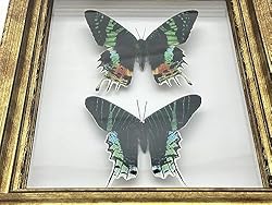 Real Framed Butterfly Moth Specimens，Various Moth