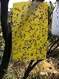 15x20cm Yellow Dual Sticky Fly Traps for Aphid Insects White Flies, Aphids, Fungus Gnats,Leaf Miners 10 PCS
