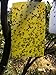 15x20cm Yellow Dual Sticky Fly Traps for Aphid Insects White Flies, Aphids, Fungus Gnats,Leaf Miners 10 PCS