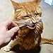 CatTwig Organic Silver Vine Catnip Alternative Stick Toy, Pack of 6
