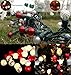BOHON Christmas Lights Outdoor 24FT 70 LED G15 Multi Color Globe Christmas String Lights with Green Wire for Indoor Patio Xmas Tree Garland Decorations, Waterproof UL Certified (Red and Warm White)
