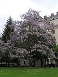 400 Royal Paulownia Empress Tree Tomentosa Flower Seeds Seeds + Gift & Comb S/h