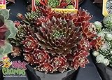 Cinnamon Starburst Hens & Chicks - Sempervivum-Indoors/Out - 4